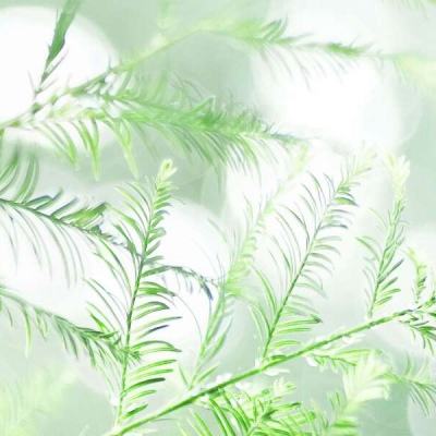 梦之花